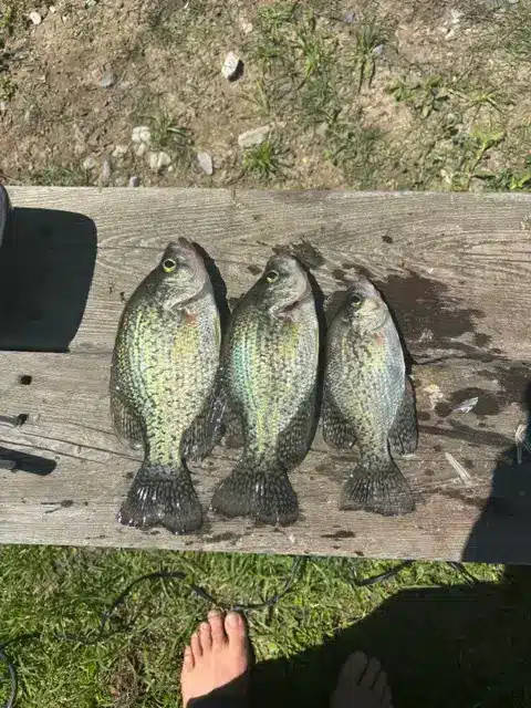 Three freshly caught crappie fish laid out on a weathered wooden picnic table bench, with a person's bare foot in grass